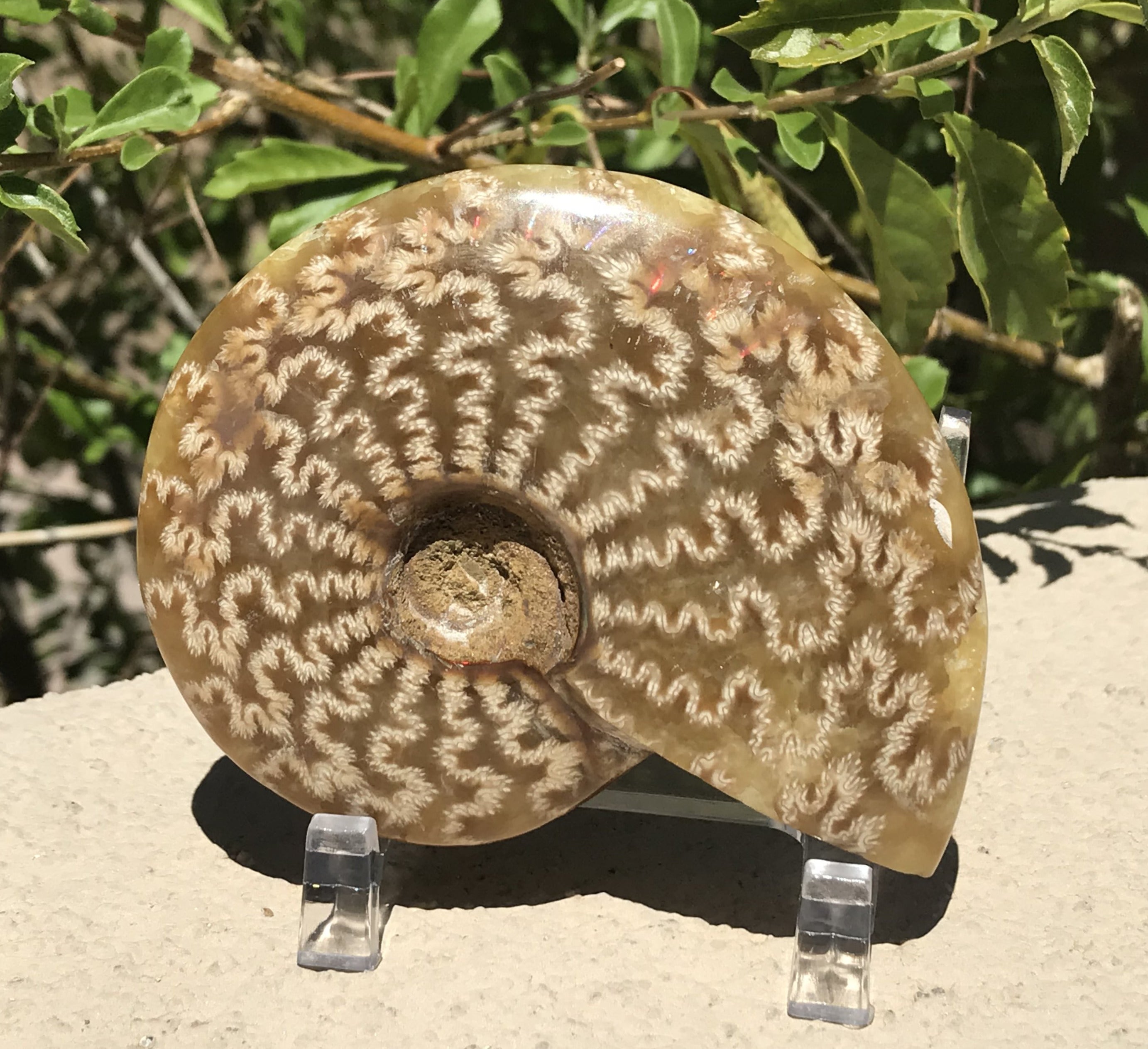 Intricate Ammonite Fossil