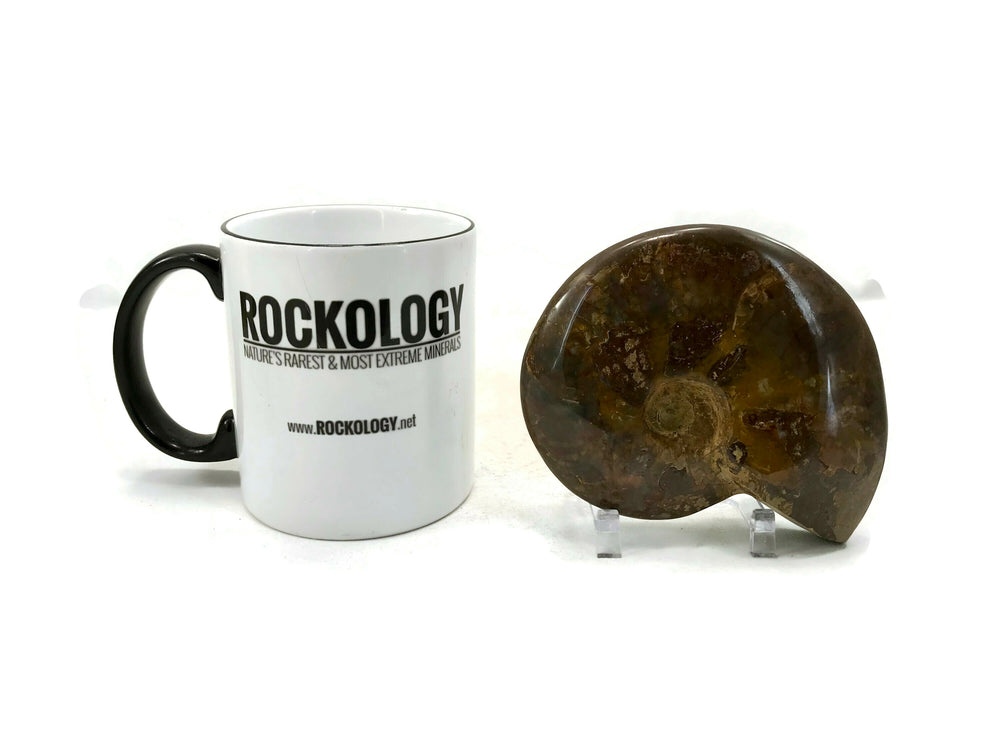 Red Iridescent Ammonite Fossil