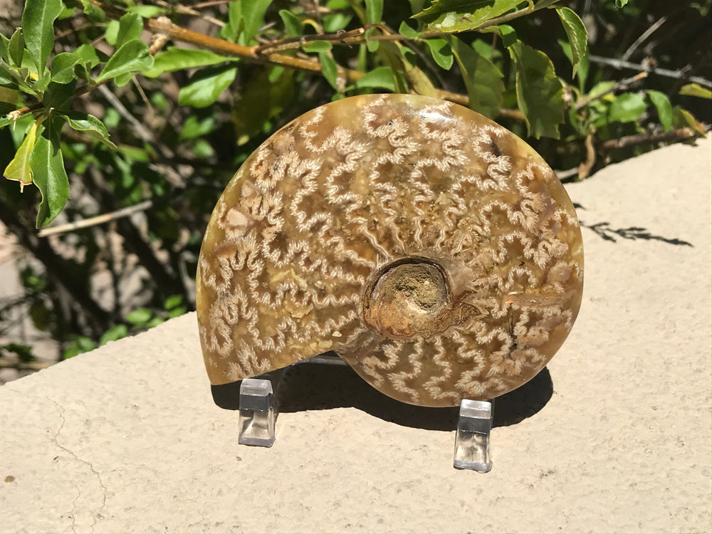 Intricate Ammonite Fossil