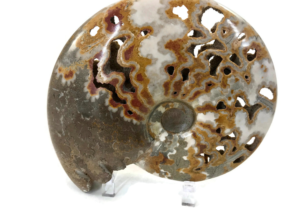 Ornate Ammonite Fossil