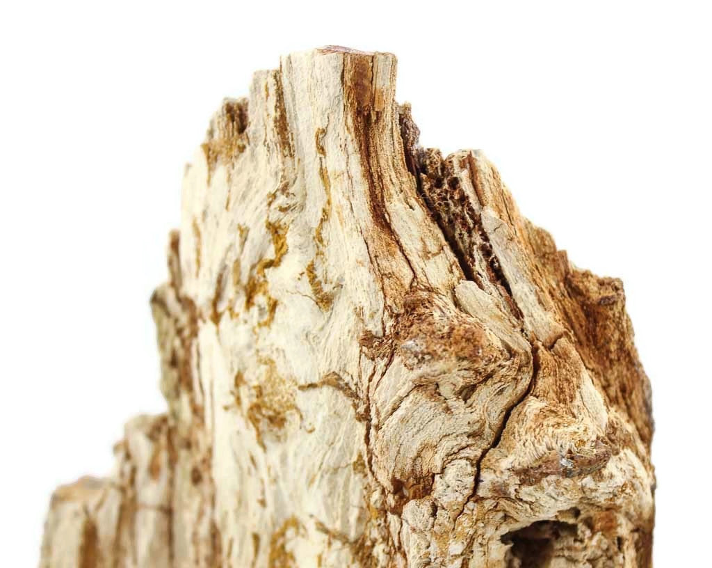 Washington State Petrified Wood Limb