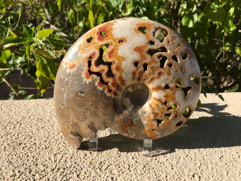 Ornate Ammonite Fossil