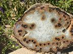 Dramatic Eyed Agate Endcap