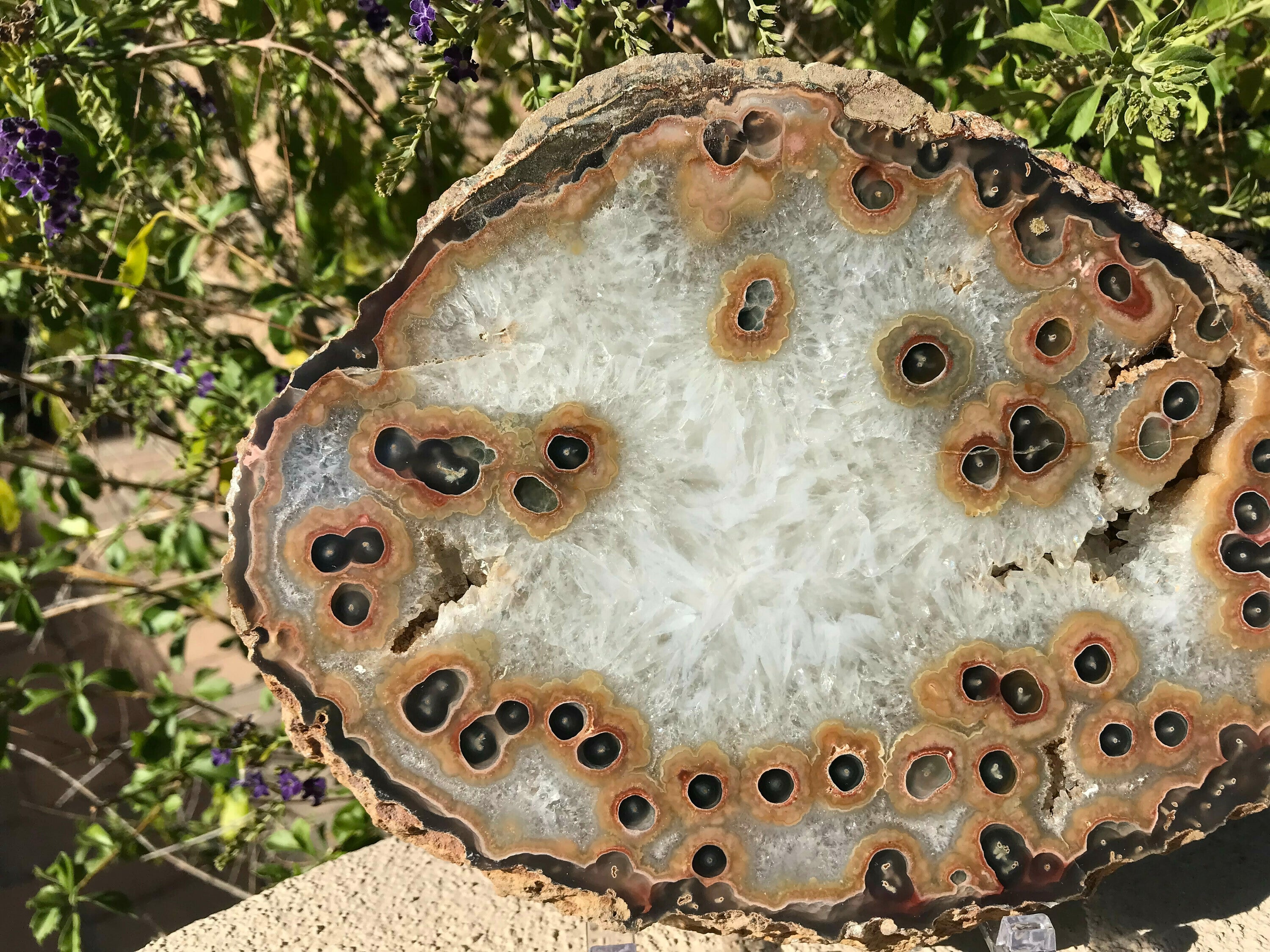 Dramatic Eyed Agate Endcap