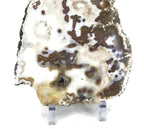 Night and Day Agate Slice