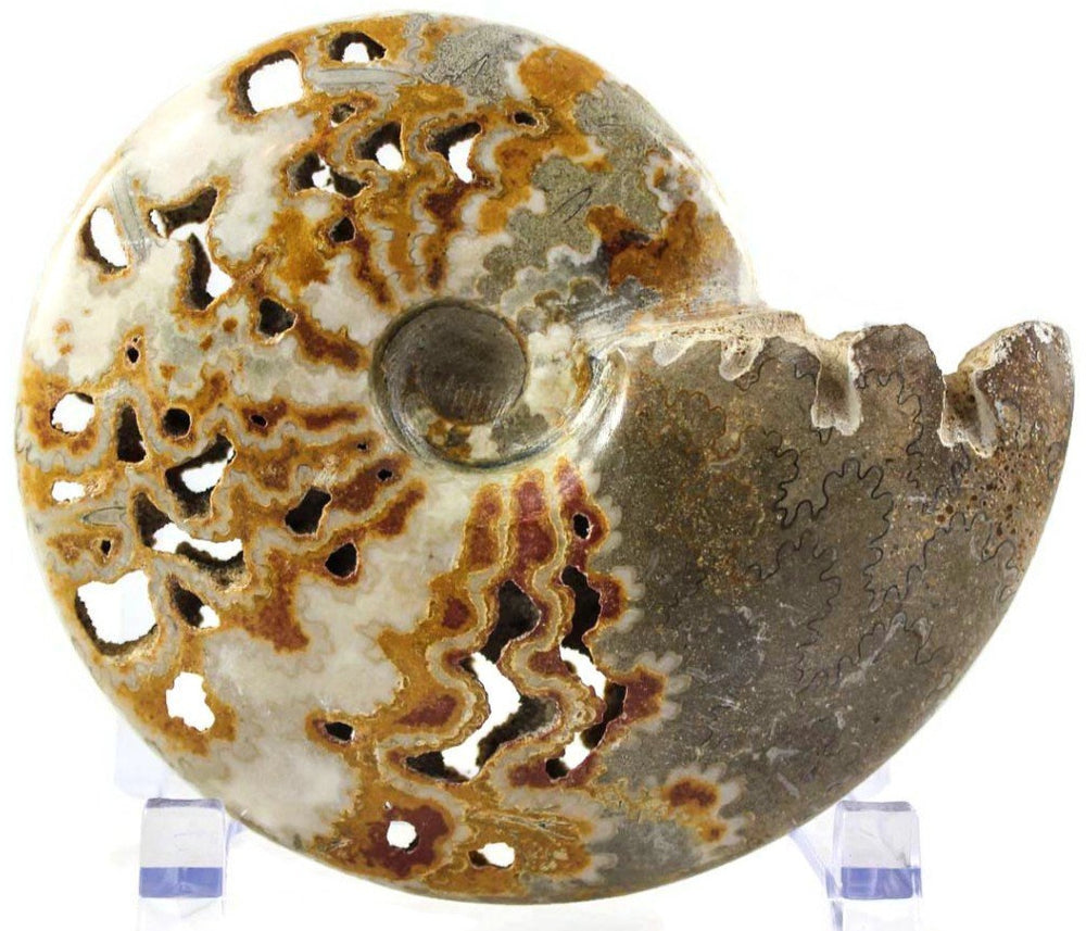 Ornate Ammonite Fossil