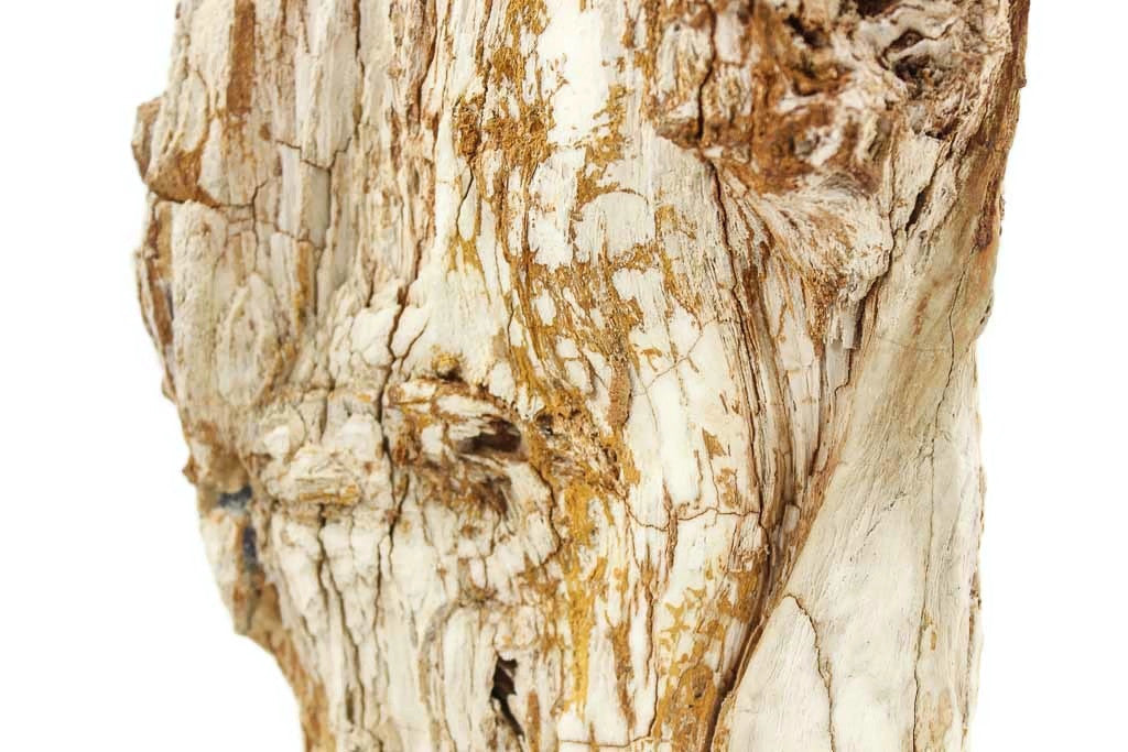 Washington State Petrified Wood Limb