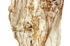 Washington State Petrified Wood Limb