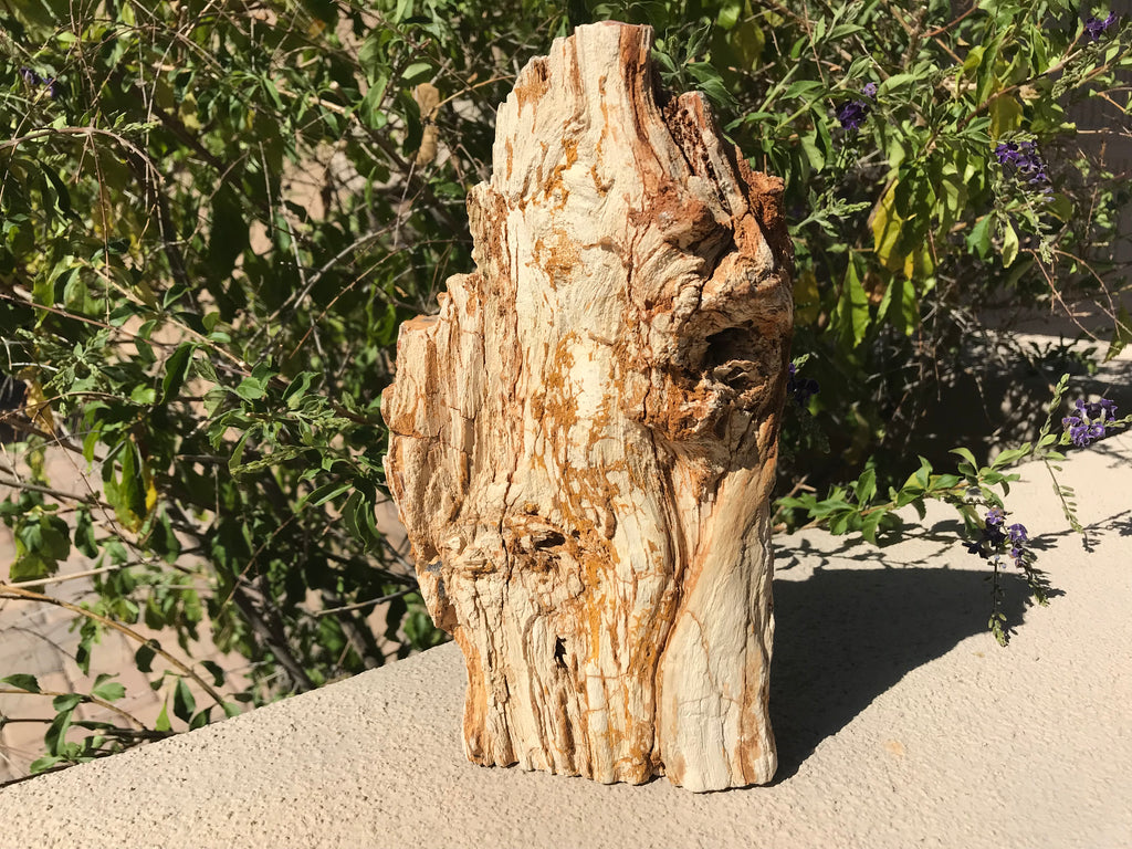 Washington State Petrified Wood Limb