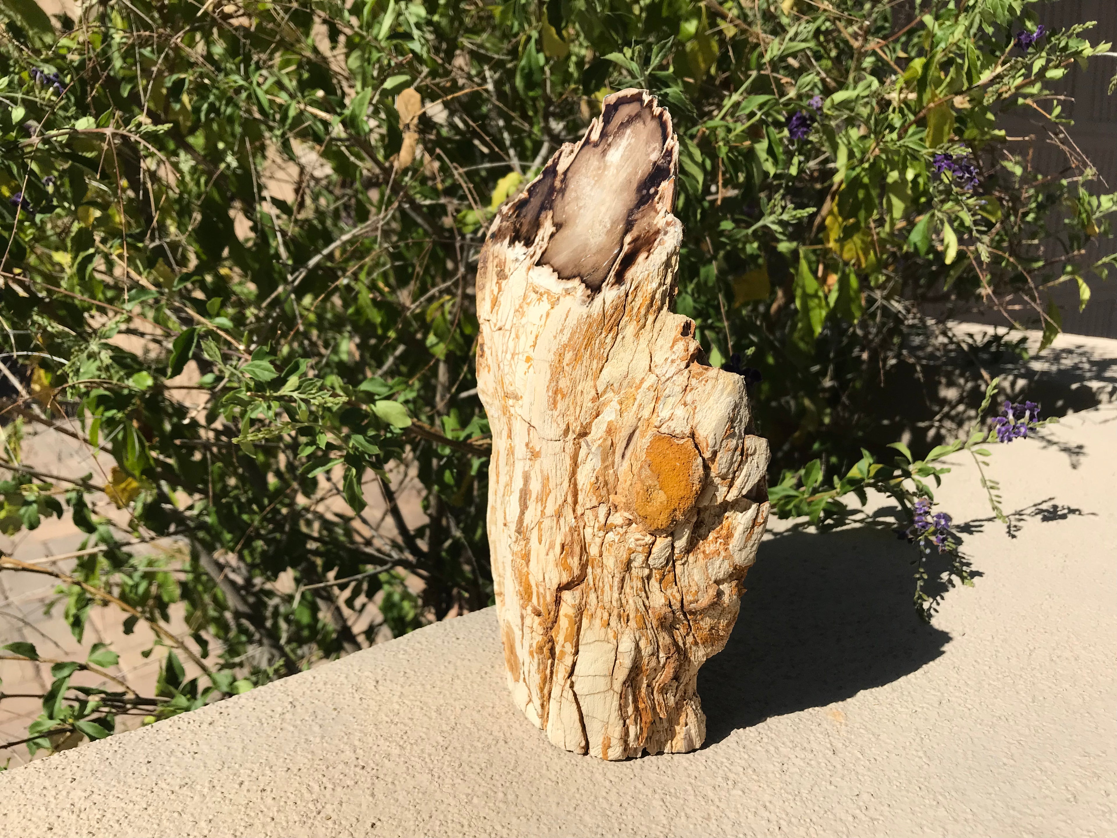 Washington State Petrified Wood Limb