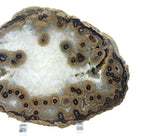 Dramatic Eyed Agate Endcap