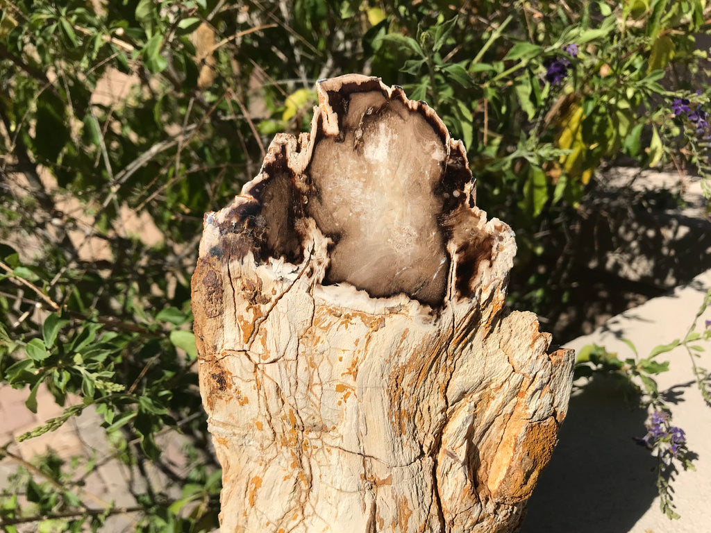 Washington State Petrified Wood Limb