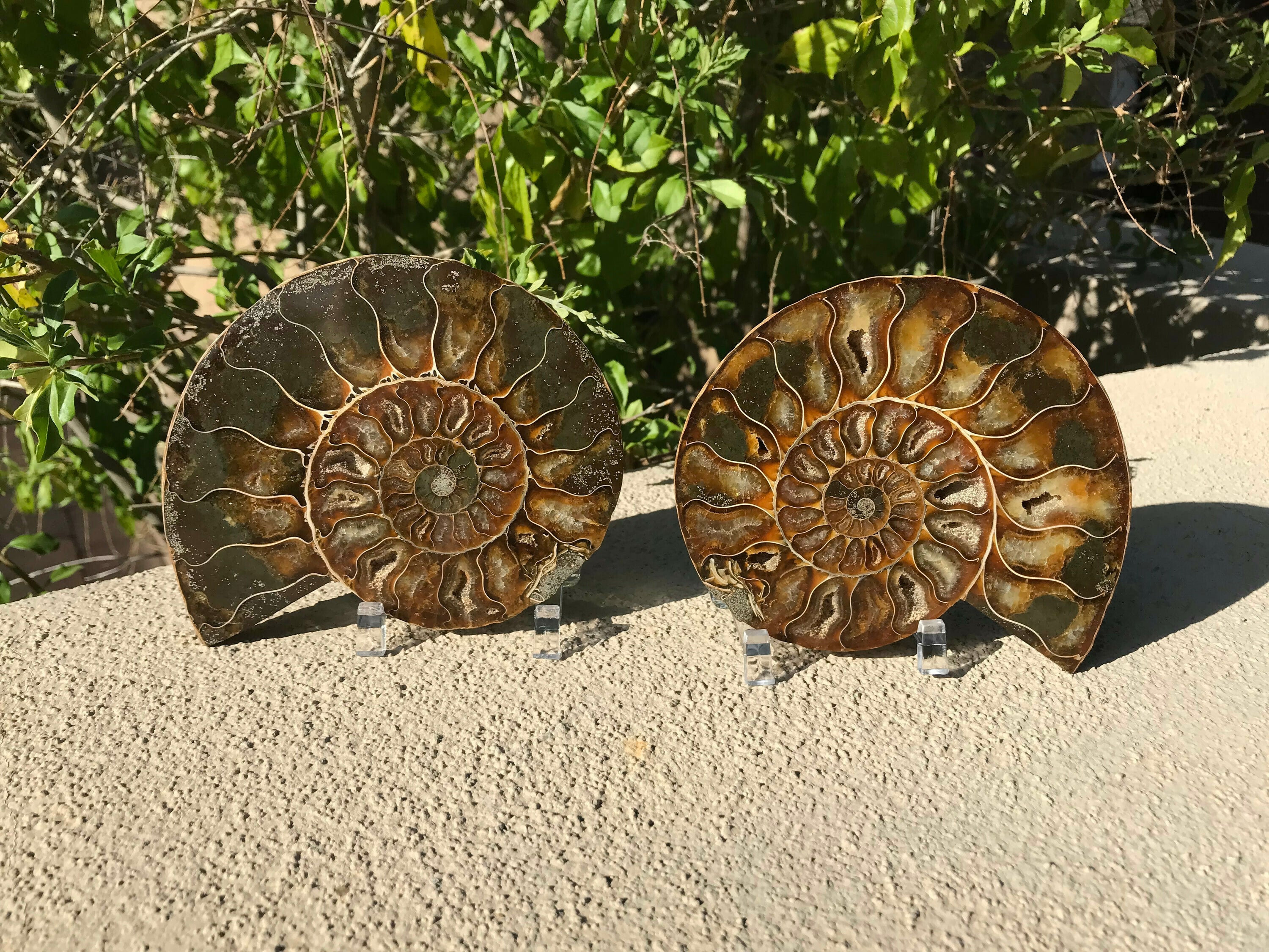 Chambered Ammonite Fossil Pair