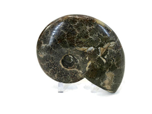 Patterned Ammonite Fossil