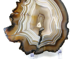 Golden Lined Agate Slice