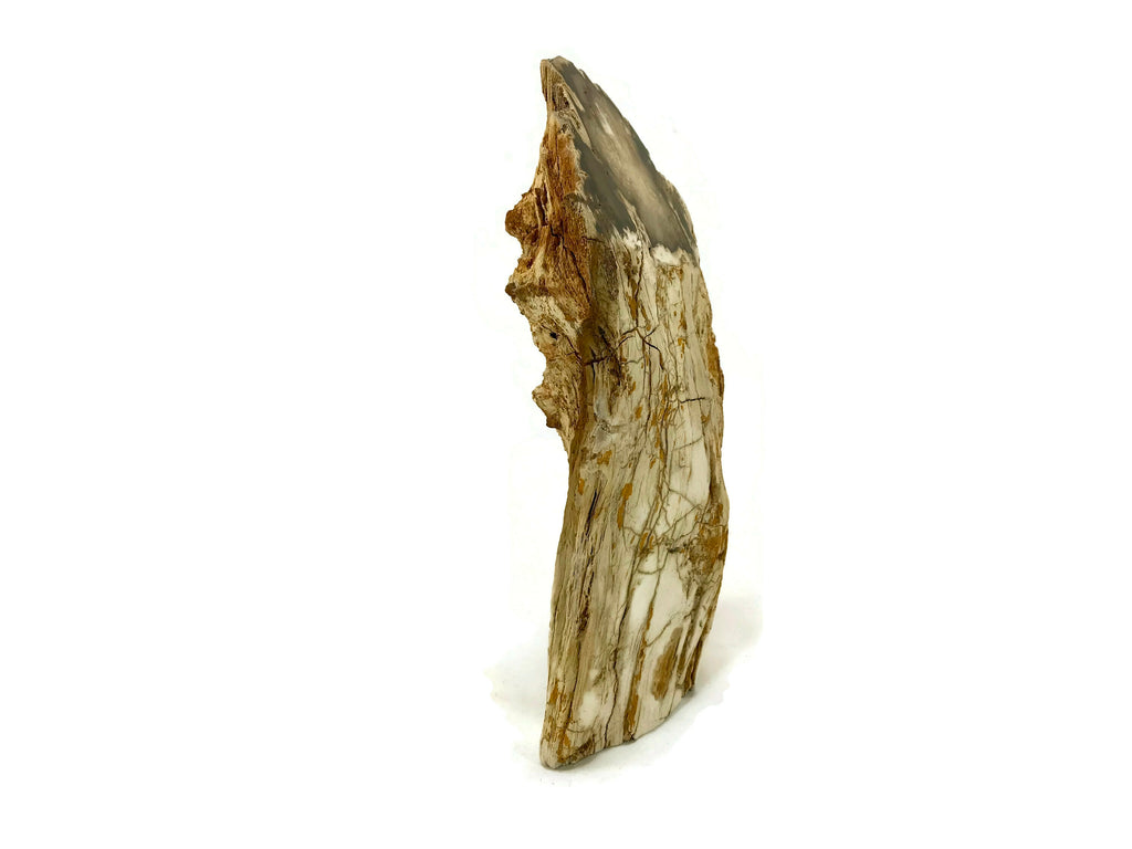 Washington State Petrified Wood Limb