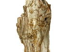 Washington State Petrified Wood Limb
