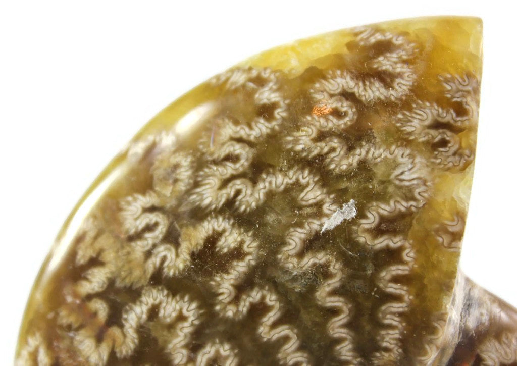 Intricate Ammonite Fossil