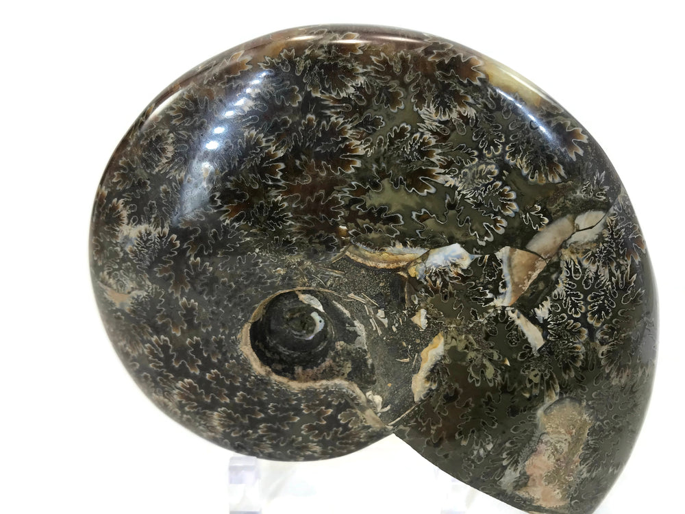 Patterned Ammonite Fossil