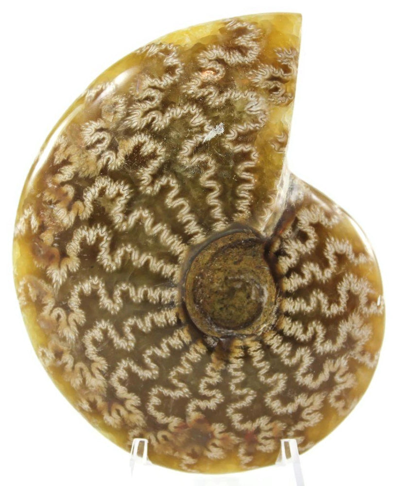 Intricate Ammonite Fossil
