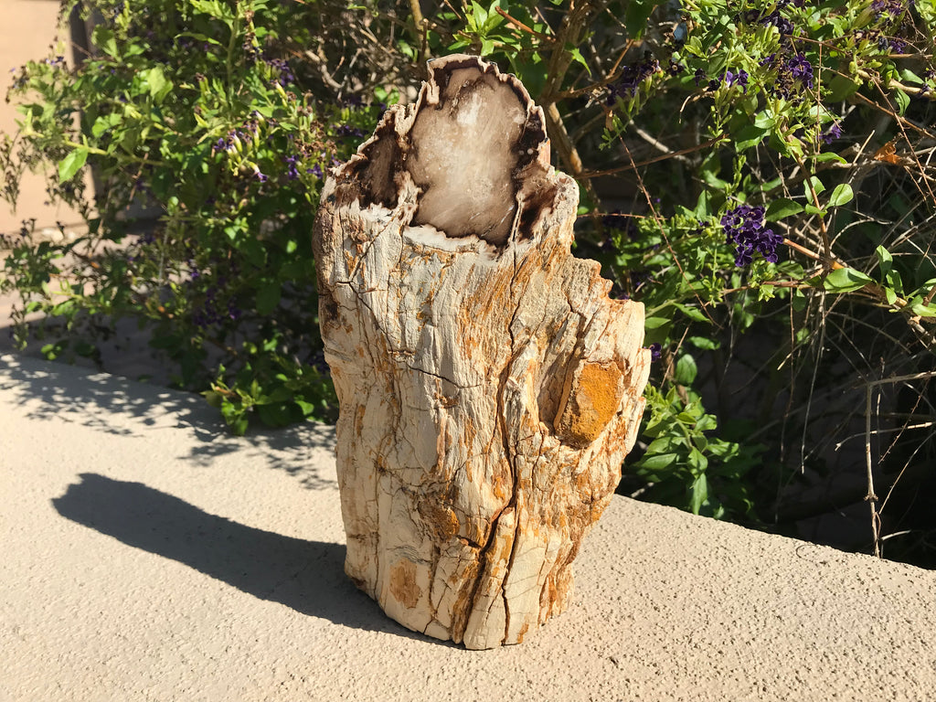 Washington State Petrified Wood Limb