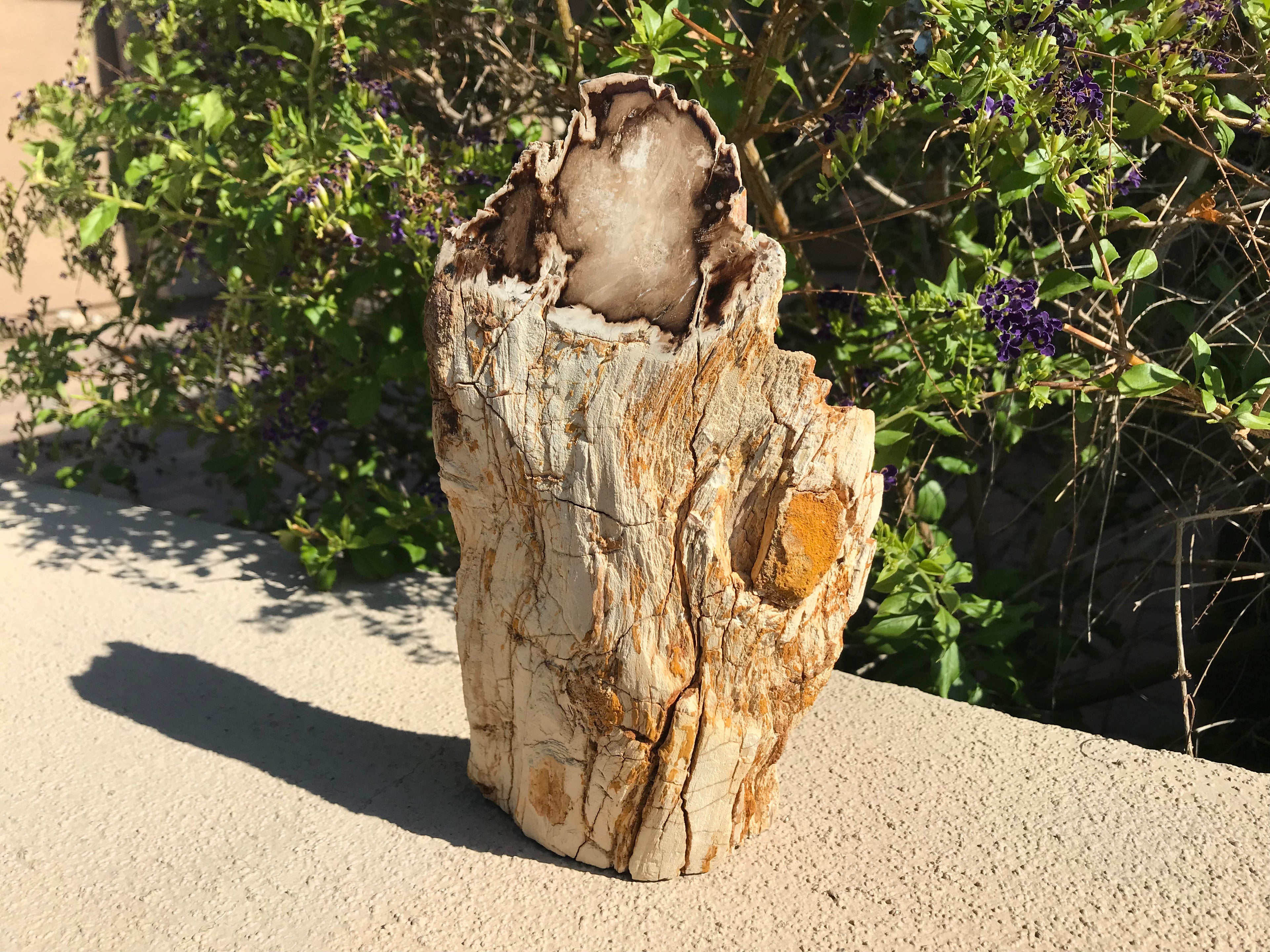 Washington State Petrified Wood Limb