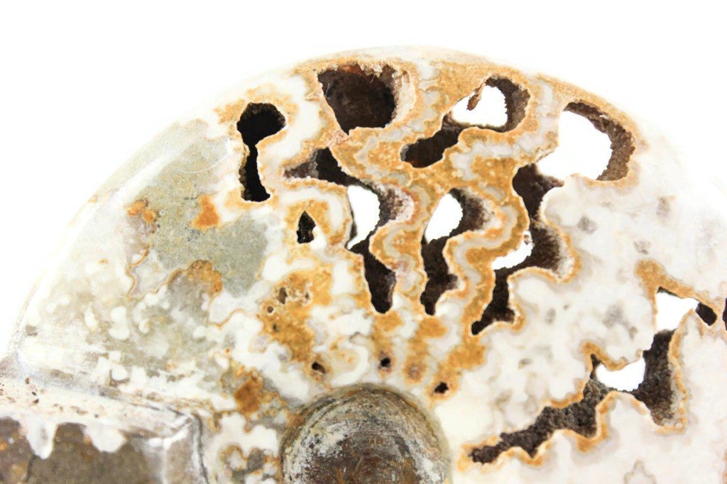 Ornate Ammonite Fossil