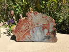 Bark Edged Petrified Wood