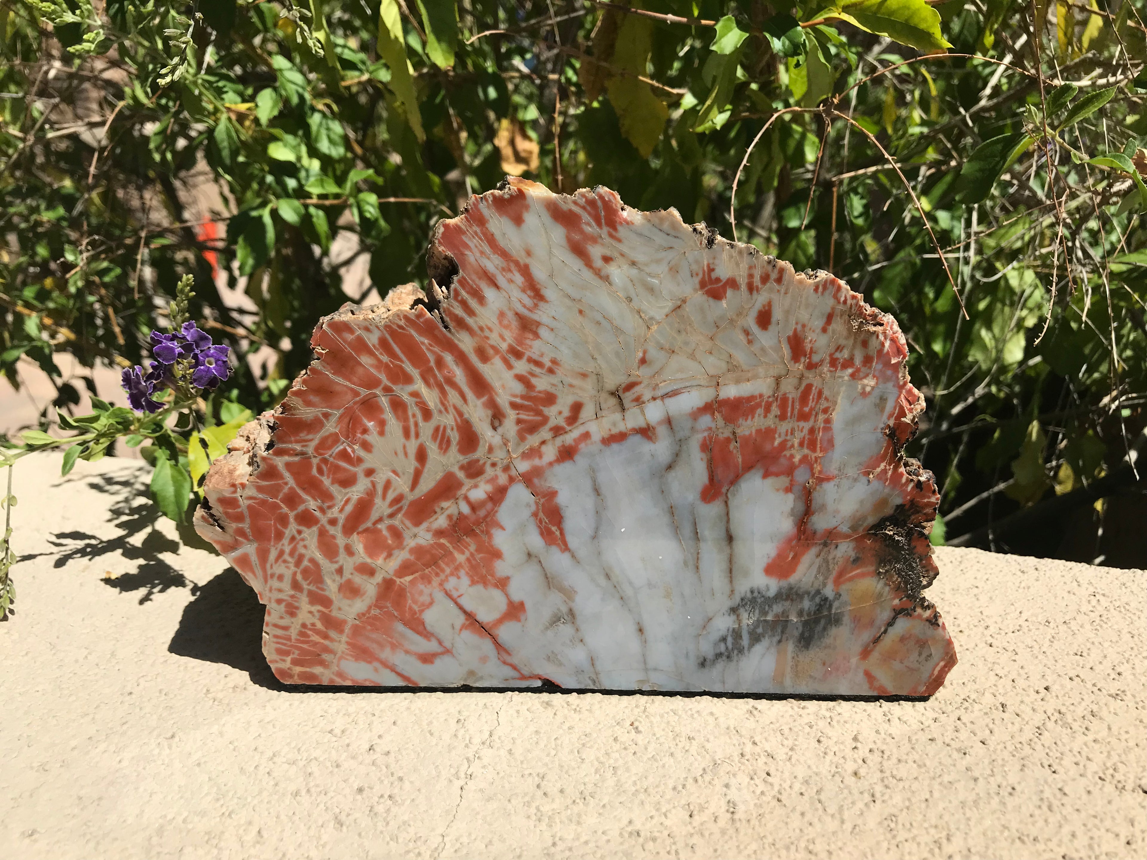 Bark Edged Petrified Wood