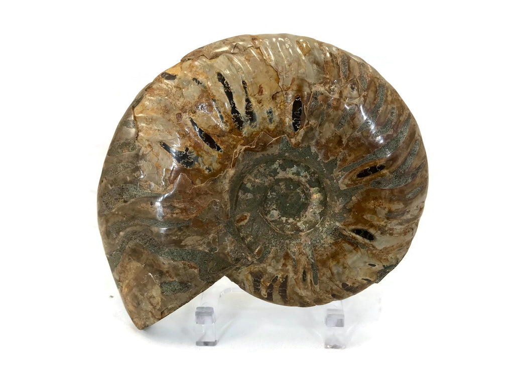 Chambered Ammonite Fossil Pair