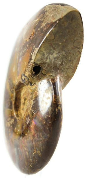 Red Iridescent Ammonite Fossil