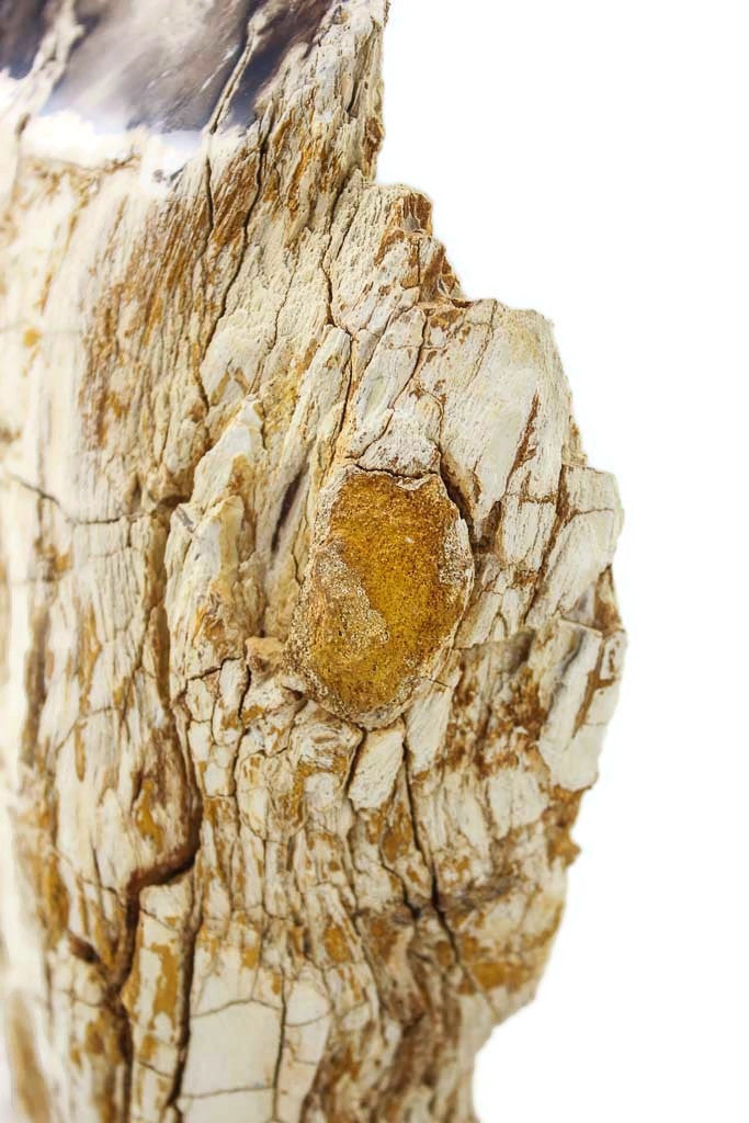 Washington State Petrified Wood Limb
