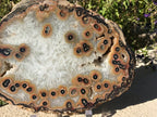Dramatic Eyed Agate Endcap