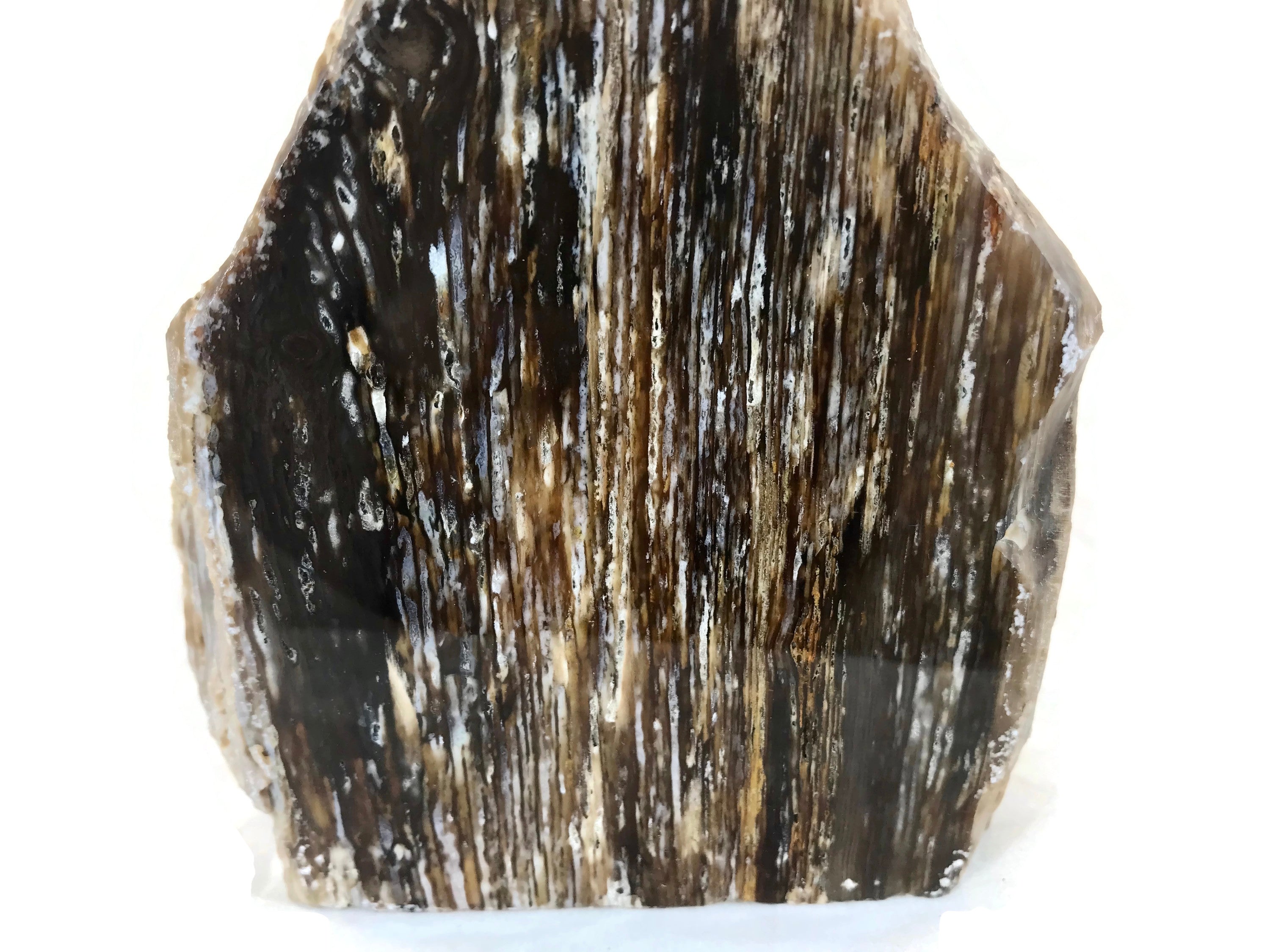 Striated Petrified Wood Freeform