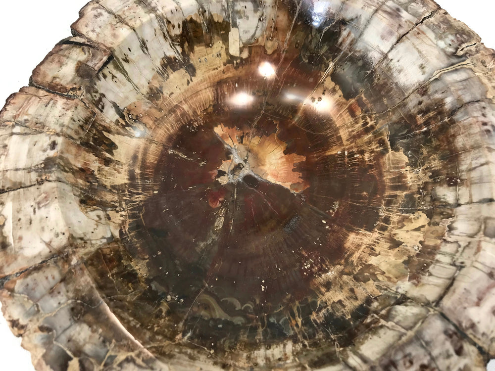 Bark Rimmed Petrified Wood Bowl