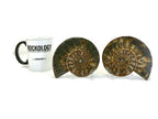 Chambered Ammonite Fossil Pair
