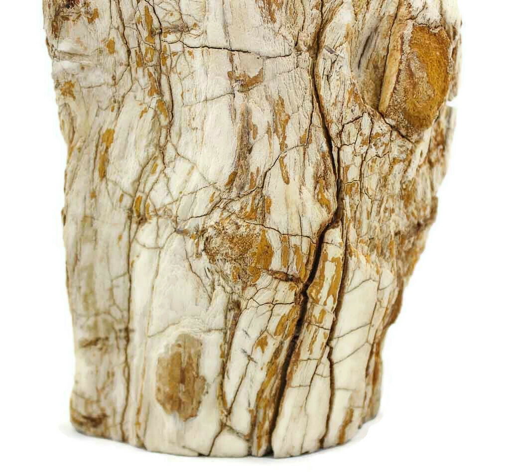 Washington State Petrified Wood Limb