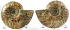 Chambered Ammonite Fossil Pair