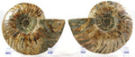 Chambered Ammonite Fossil Pair
