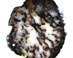 Dotted Agate Slice