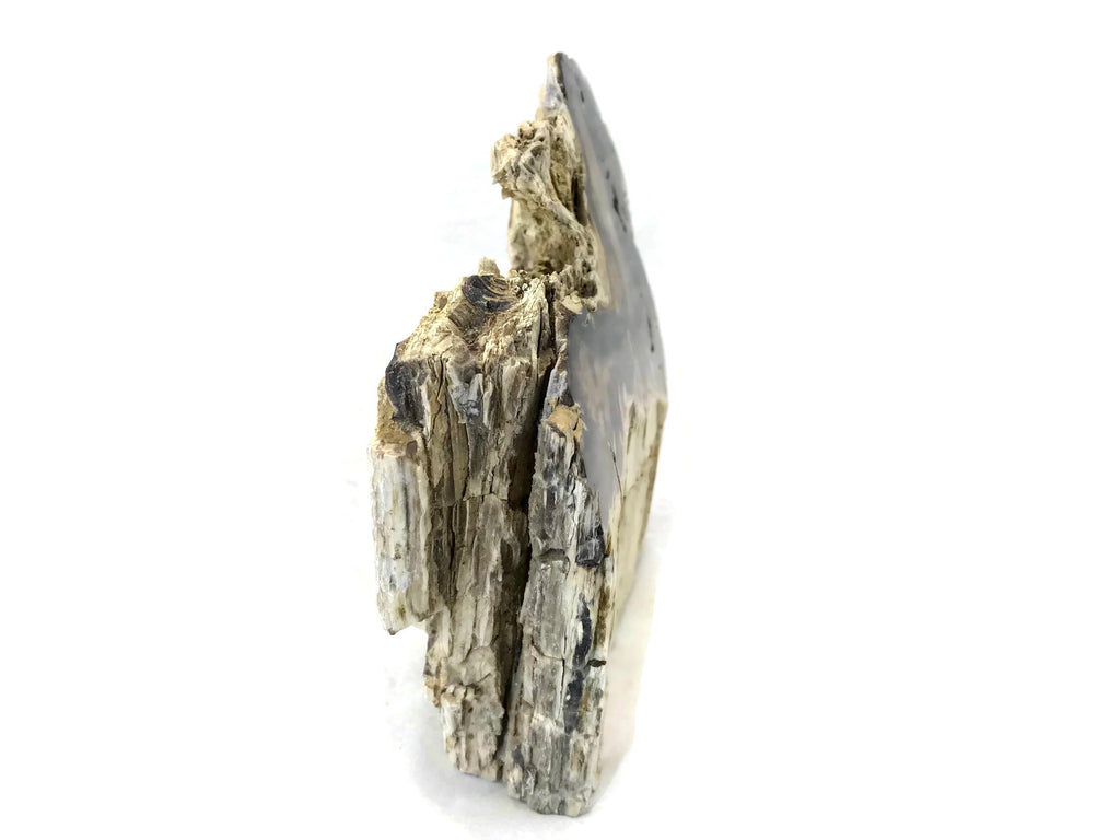 McDermitt Petrified Wood Branch
