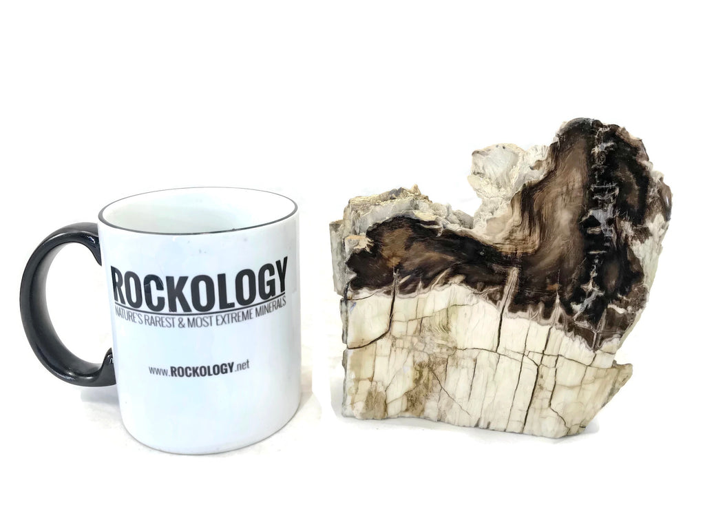 McDermitt Petrified Wood Branch