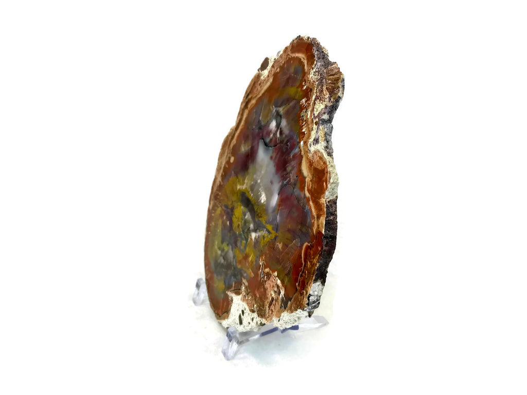 Rainbow Petrified Wood Slab