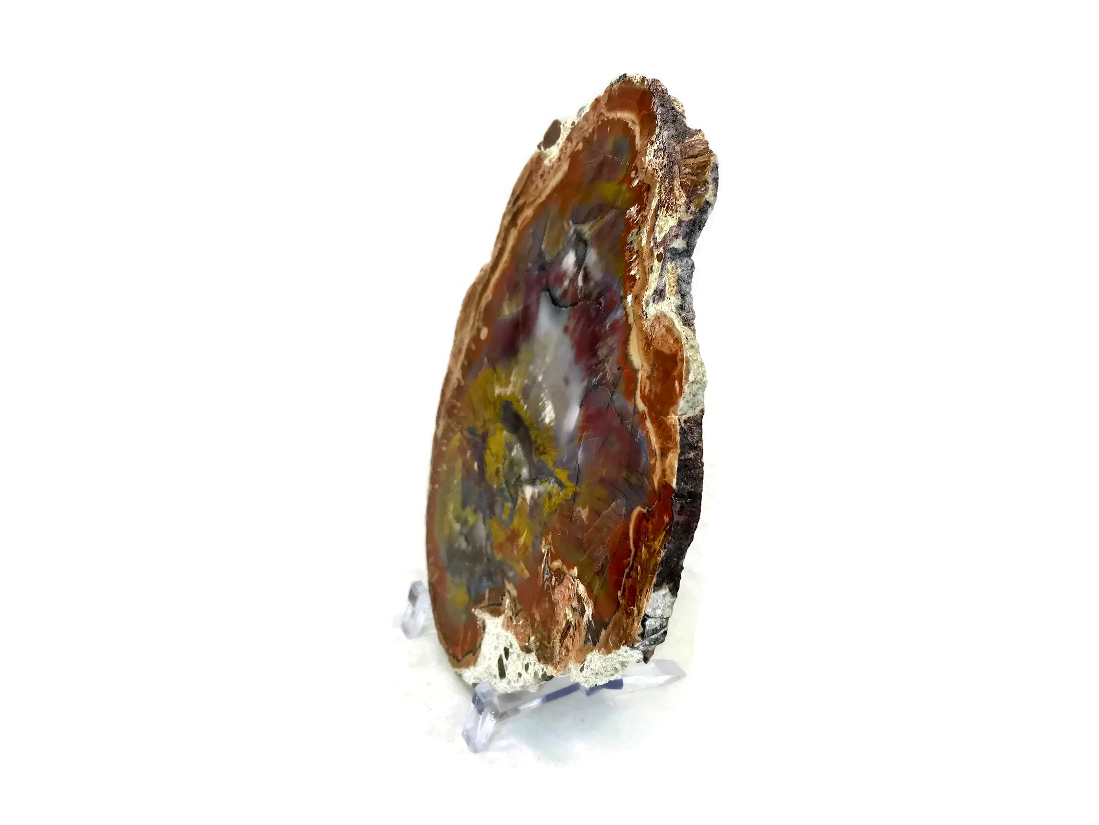 Rainbow Petrified Wood Slab
