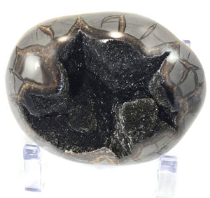 Dark Crystal filled Septarian Nodule