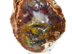 Rainbow Petrified Wood Slab