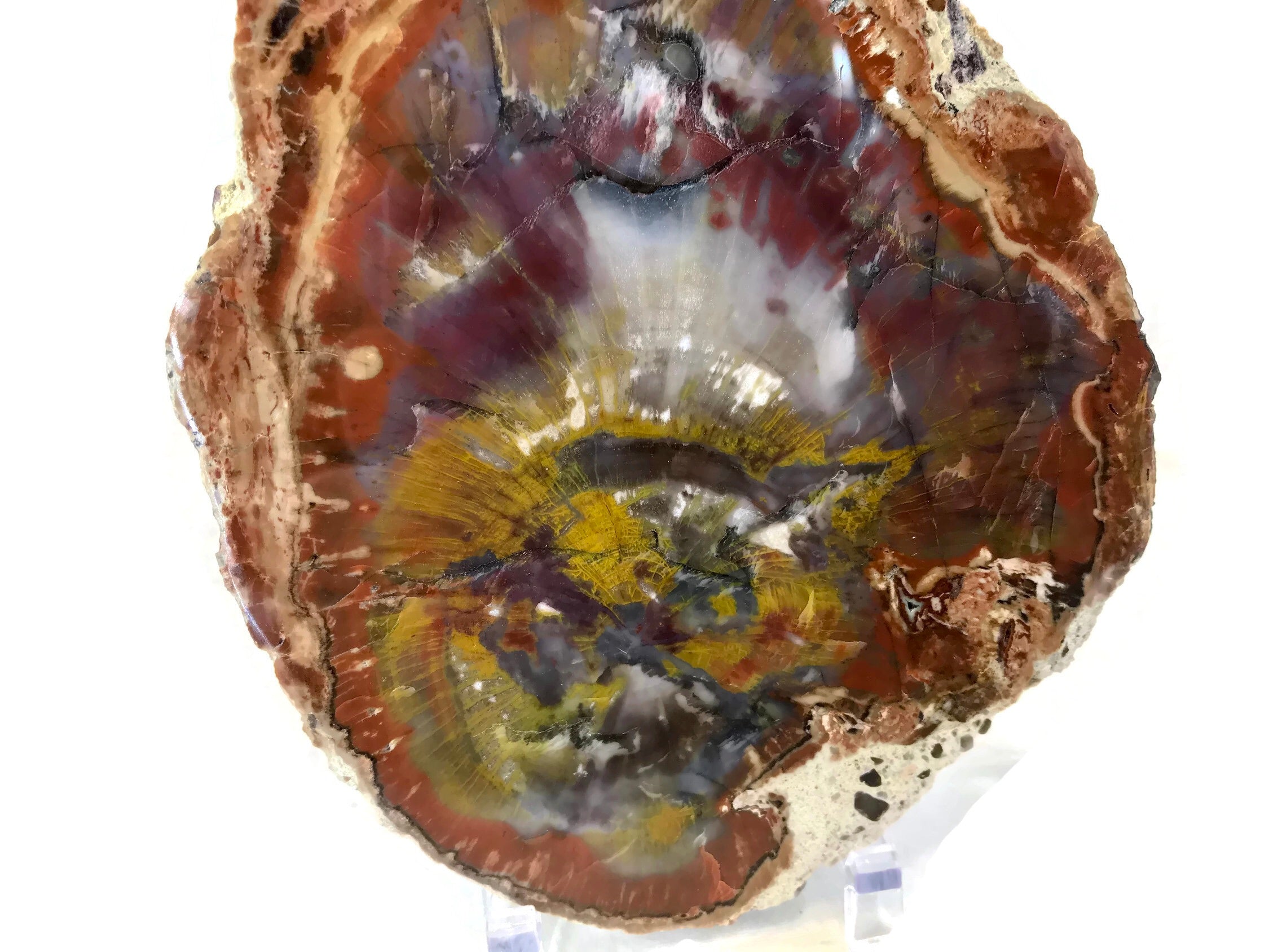 Rainbow Petrified Wood Slab