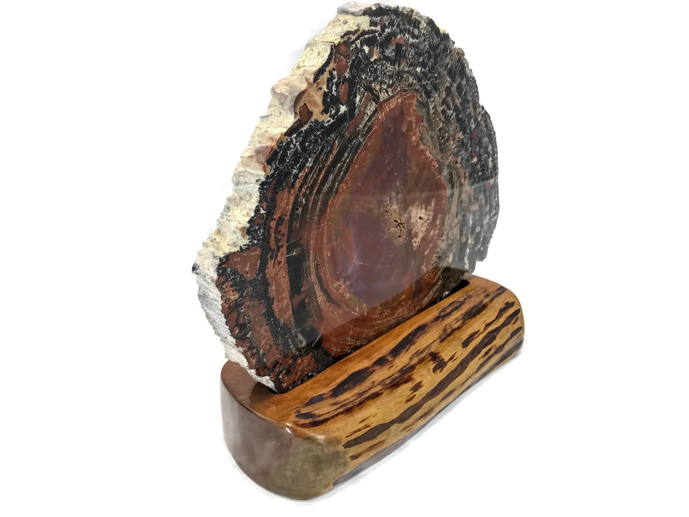 Rainbow Petrified Wood Round