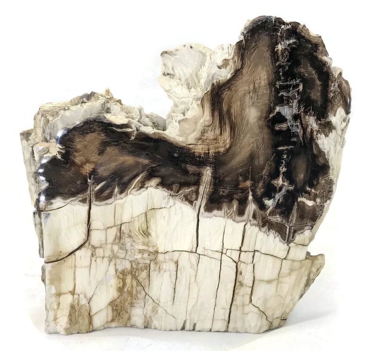 McDermitt Petrified Wood Branch