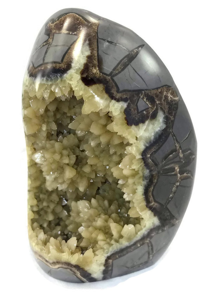 Polished Septarian Nodule